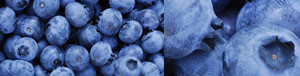 692e8-blueberries_pics_tandfallstates