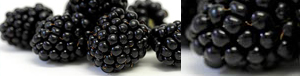 blackberries_pics_tandfallstates