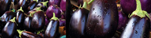 eggplant_pics_tandfallstates
