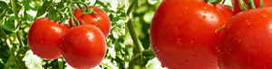 tomatoes_regular_pics_tandfallstates