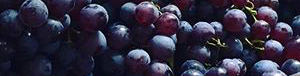 currant-grapes_pics_tandfallstates