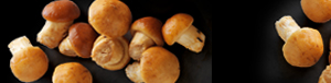 namenco-mushrooms_pics_tandfallstates