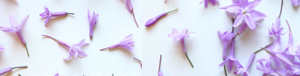 garlic-flower_pics_tandfallstates