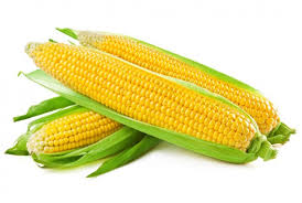 CORN FOR THOUGHT.jpg