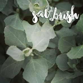 saltbush new copy.jpg