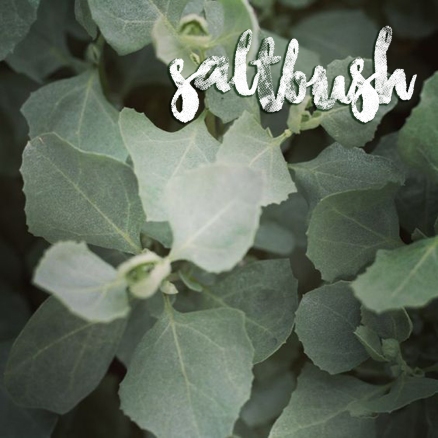 saltbush new copy