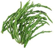 samphire for thought.jpg