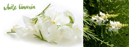 white linaria for thought.jpg