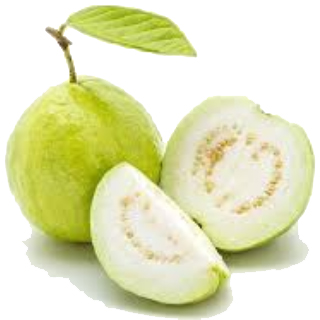 GUAVA FOR THOUGHT.jpg